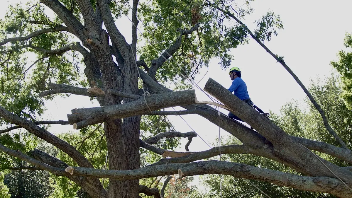 Professional Hazardous Tree Removal performed by certified arborists in Morrow
