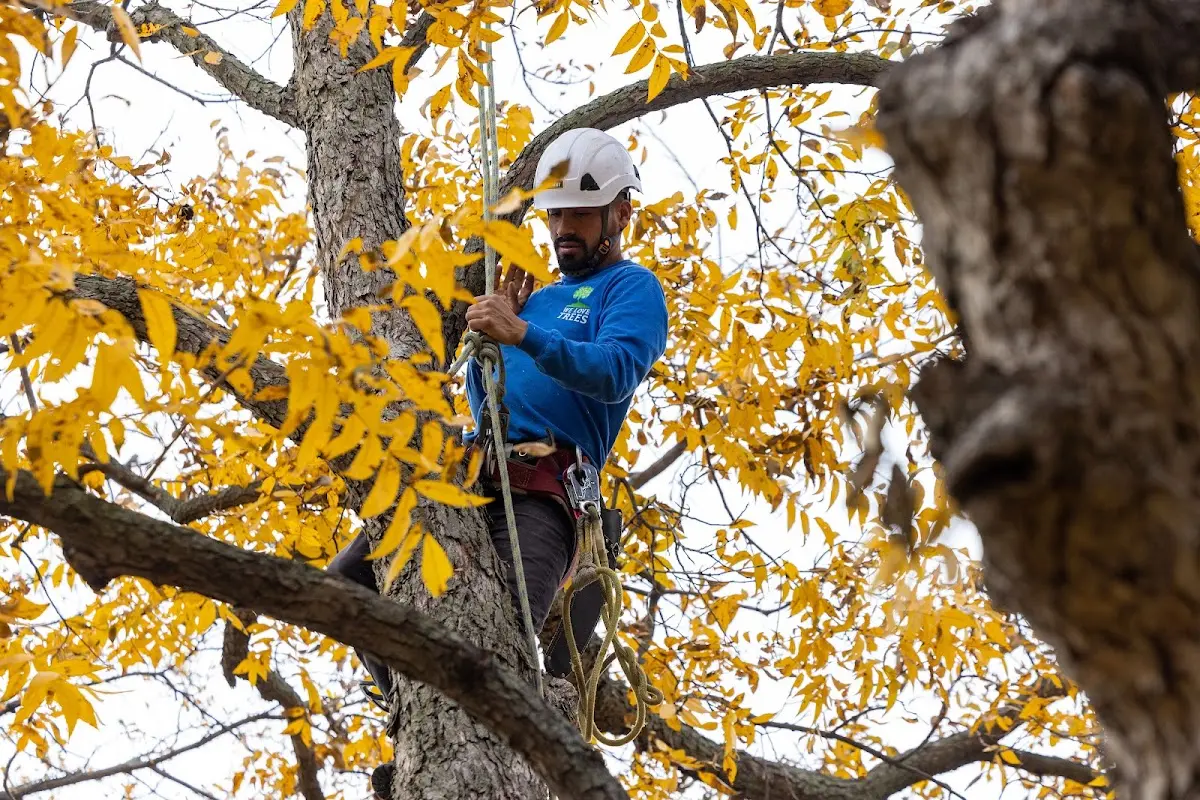Skilled Emergency Tree Service crew working in Morrow